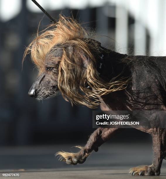 Himisaboo, a Chinese Crested Wiener Dog mix, walks on stage during The World's Ugliest Dog Competition in Petaluma, California on June 23, 2018. -...