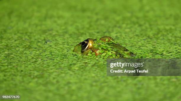 frog in duckweed - teufel stockfoto's en -beelden