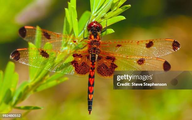 red dragonfly with hearts - libellulidae stock pictures, royalty-free photos & images