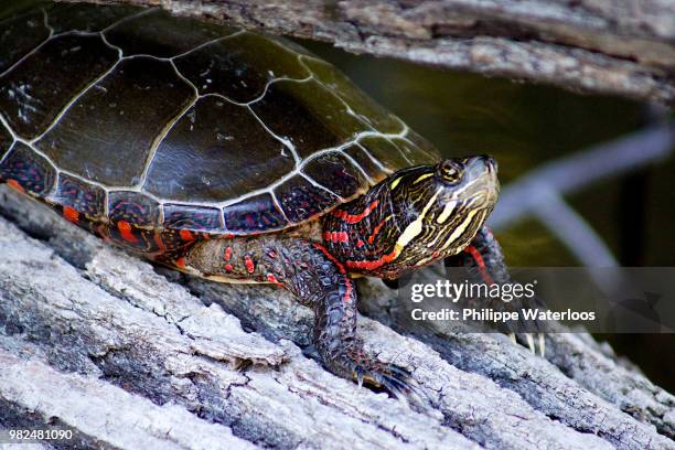 red turtle - eastern painted turtle stock pictures, royalty-free photos & images