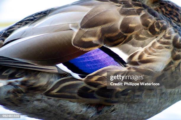 canard - couleurs - canard - fotografias e filmes do acervo