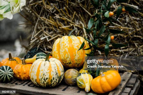 pumpkin's harvest - pumpkin harvest 個照片及圖片檔