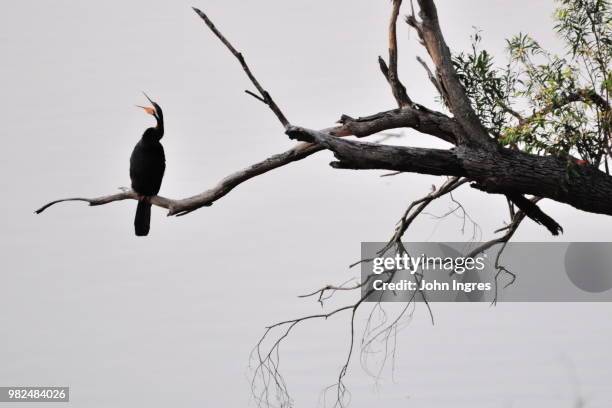 dinner call - collared aracari stock pictures, royalty-free photos & images