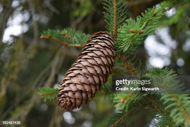 fichtenzapfen im wald - dennenappel stockfoto's en -beelden
