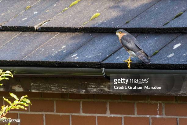 sparrow hawk on roof - sparrow hawk - fotografias e filmes do acervo