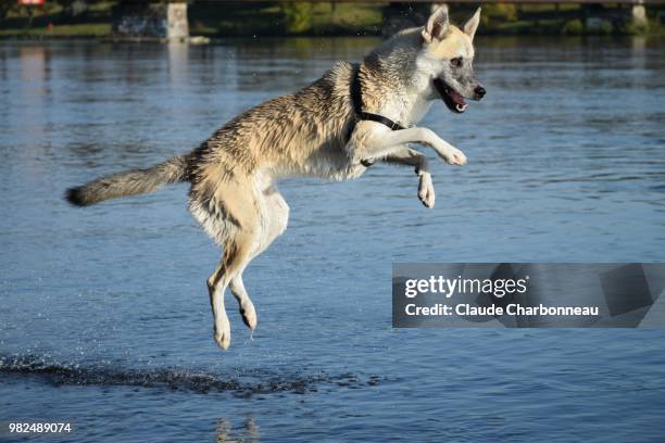 flying over water - irish wolfhound bildbanksfoton och bilder