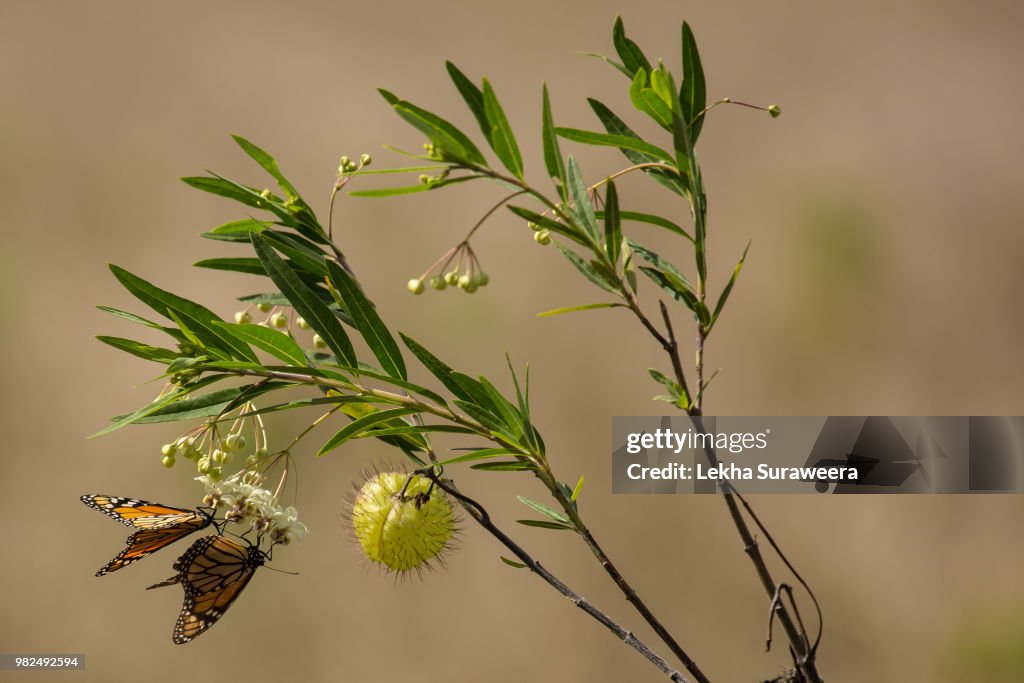 Monarch Butterflies