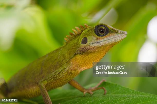 73 Green Crested Lizard Photos and Premium High Res Pictures - Getty Images 73 Green Crested Lizard Photos and Premium High Res Pictures - Getty Images