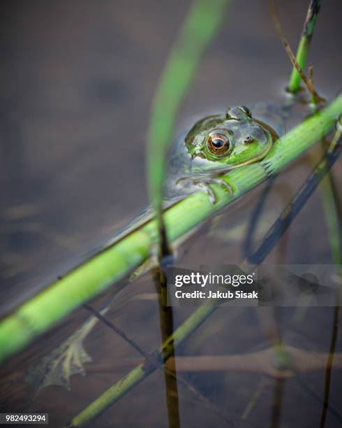 a frog on a stalk in ontario, canada. - lago crescent fotografías e imágenes de stock
