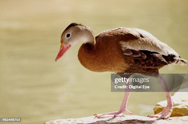 duck - dendrocygna stock pictures, royalty-free photos & images