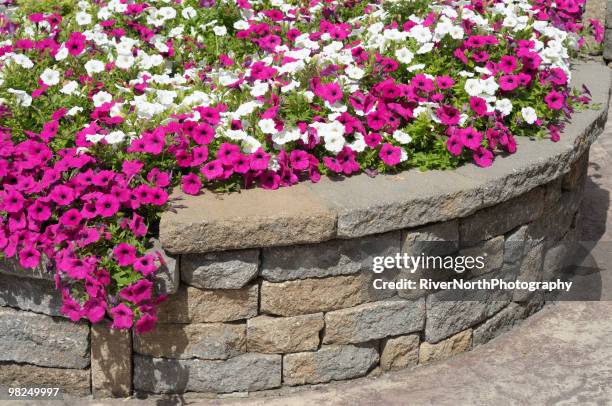 professional landscaping with petunia flower bed - petunia bed stock pictures, royalty-free photos & images