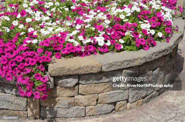 professional landscaping with petunia flower bed - saginaw michigan stock pictures, royalty-free photos & images