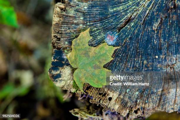 of leaves and wood - grunion stock pictures, royalty-free photos & images