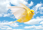 Yellow canary flying in cloudy sky