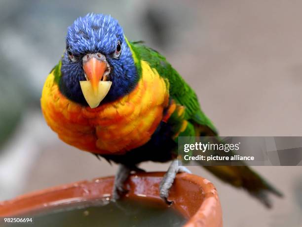 Loriinae bird sitting at its feeding station and holding an apple piece in the Toowoomba hall in the Bird Park in Walsrode, Germany, 01 Febuary 2018....