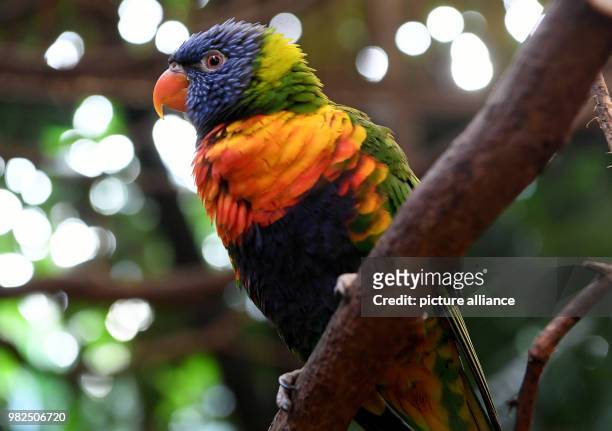 Loriinae bird sitting on a twig in the Toowoomba hall in the Bird Park in Walsrode, Germany, 01 Febuary 2018. Photo: Holger Hollemann/dpa