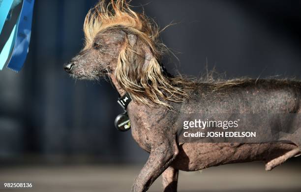 Himisaboo, a Chinese Crested Wiener mix, walks on stage during The World's Ugliest Dog Competition in Petaluma, north of San Francisco, California on...