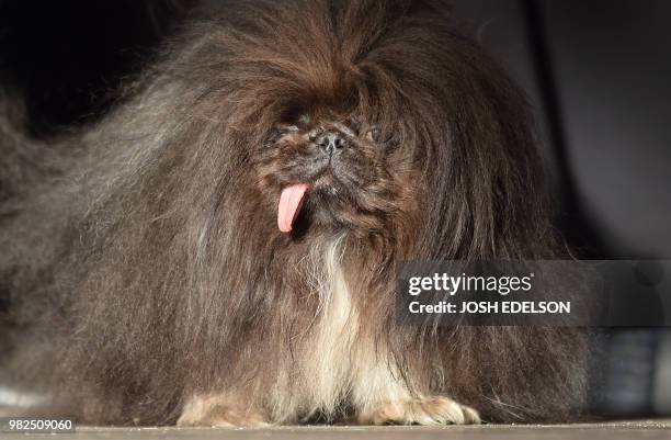 Wild Thang, a Pekingese, walks on stage during The World's Ugliest Dog Competition in Petaluma, north of San Francisco, California on June 23, 2018....