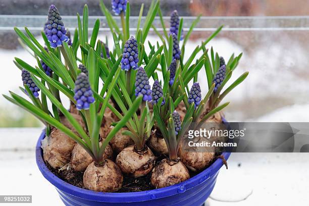 blauen traube hyazinthen in einen blumentopf - muscari armeniacum stock-fotos und bilder