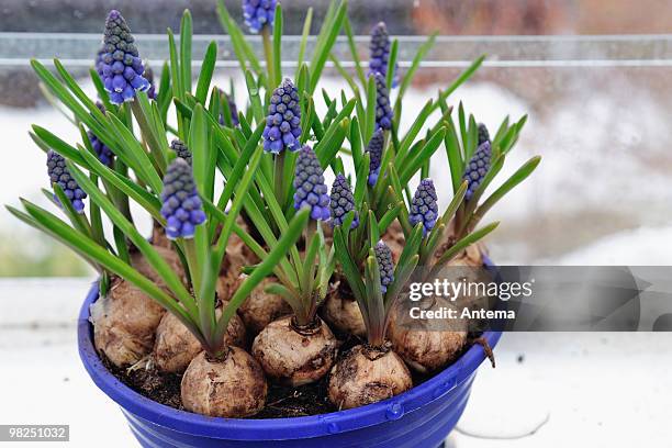 ブルーのグレープ hyacinths 植木鉢 - グレープヒヤシンス ストックフォトと画像