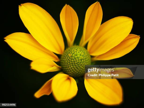 fleur - immortelle fleur stock pictures, royalty-free photos & images