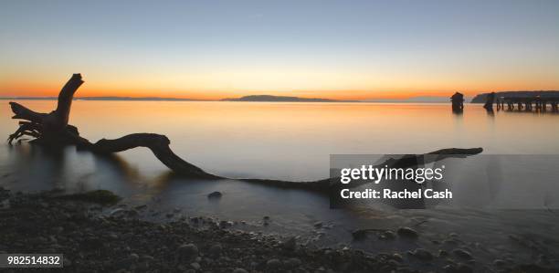 driftwood silhouette - gig harbor stock pictures, royalty-free photos & images