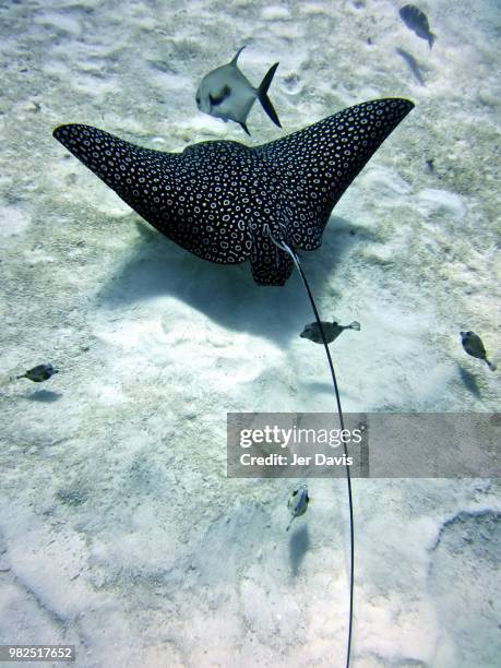 spotted eagle ray - 斑點鷹魟 個照片及圖片檔