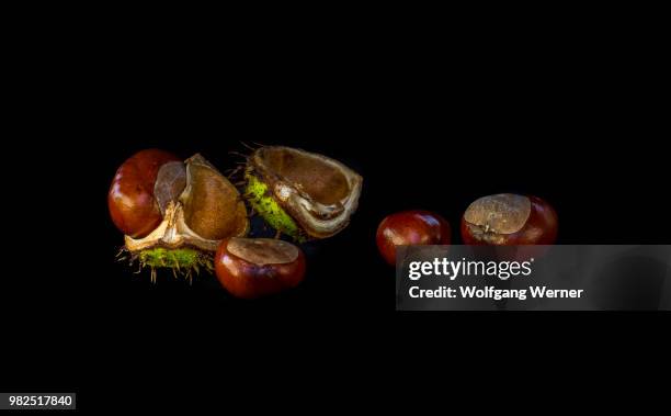 autumn - chestnuts time - picture of a buckeye tree - fotografias e filmes do acervo