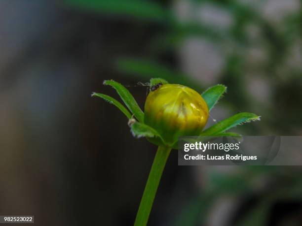 flor de margarida - margarida foto e immagini stock