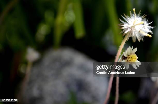 madre e hija - hija stock pictures, royalty-free photos & images