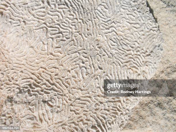 sanyo digital camera - brain coral stock pictures, royalty-free photos & images