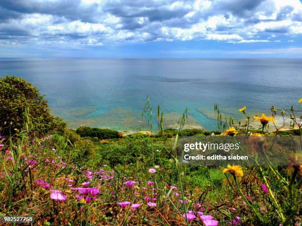 blumen und meer - blumen stock pictures, royalty-free photos & images