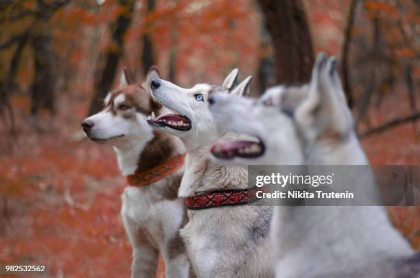 delta, alaska and yellow - sled dog stock pictures, royalty-free photos & images