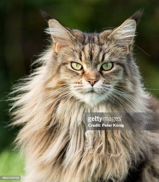 Maine Coon Cat Photos and Premium High Res Pictures - Getty Images