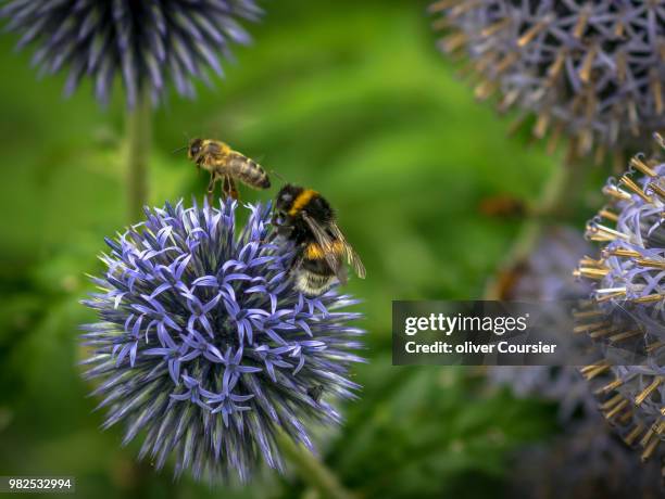 valognes,france - coursier stock pictures, royalty-free photos & images