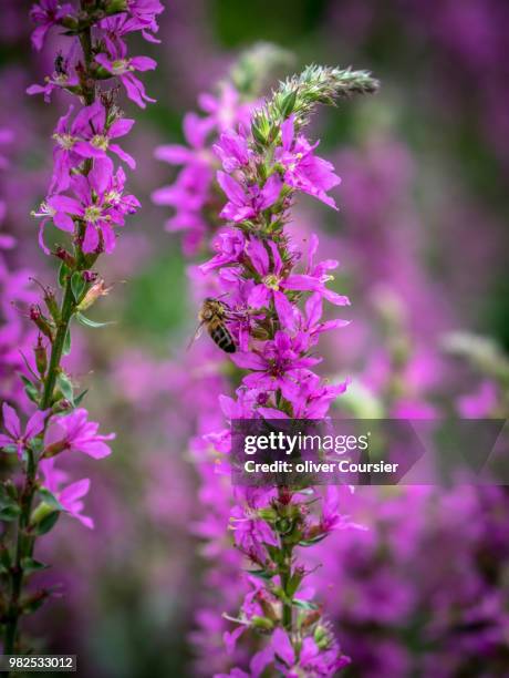 le printemps - coursier stock pictures, royalty-free photos & images