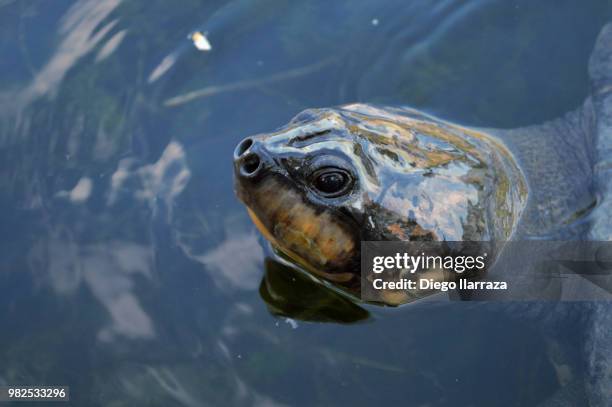 buscando comida - diego tortoise stock pictures, royalty-free photos & images