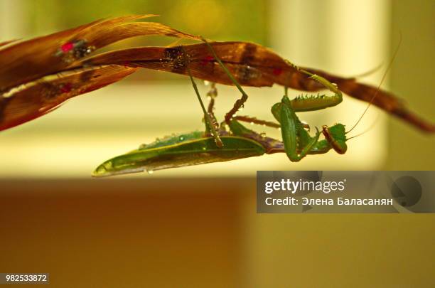 photo by: элена баласанян - assassin bug 個照片及圖片檔