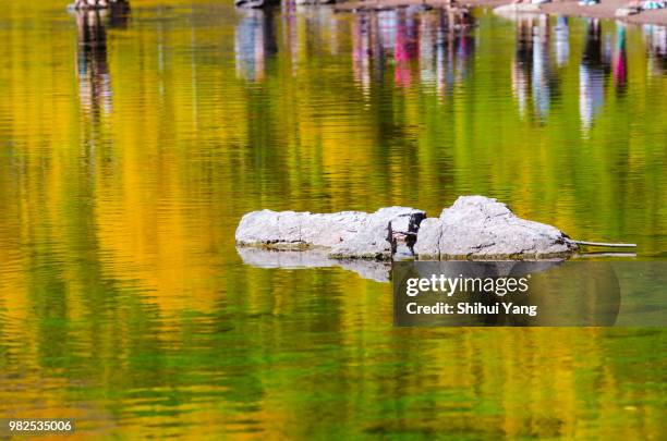 maroon bells - maroon bells summer stock pictures, royalty-free photos & images