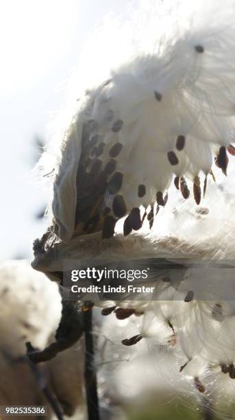 45 Fuzzy Wuzzy Stock Photos, High-Res Pictures, and Images - Getty