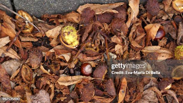 herbstlaub - kastanie - herbstlaub stock pictures, royalty-free photos & images