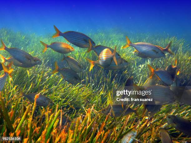 bajo el agua 12.- cm - plectorhinchus imagens e fotografias de stock