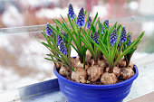 Grape hyacinth in a flower pot