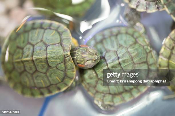 red-eared slider (trachemys scripta elegans),sea turtle,turtle - elegans - fotografias e filmes do acervo