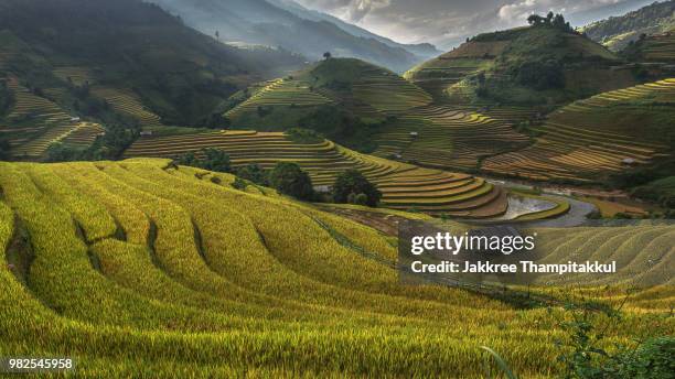 golden rice terrace,mu cang chai,vietnam, - golden rice stock pictures, royalty-free photos & images