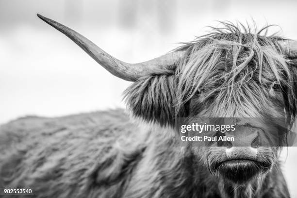 a highland cow in scotland. - highland cattle stock pictures, royalty-free photos & images