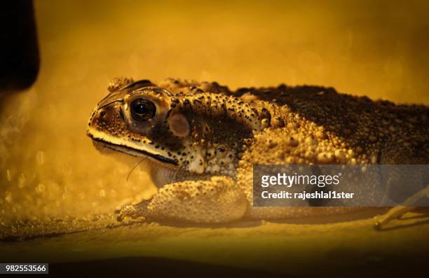 frog - ster stock pictures, royalty-free photos & images