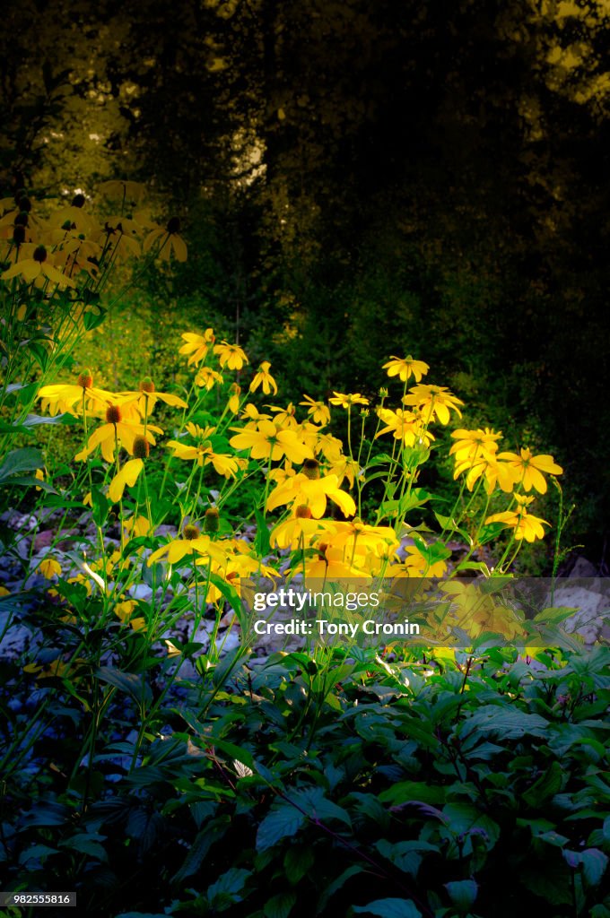 Mountain Meadow Flowers