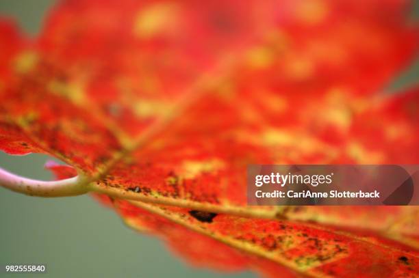 abstract autumn - cari imagens e fotografias de stock