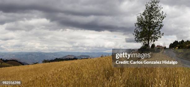 el trigo y la carretera - carretera stock pictures, royalty-free photos & images